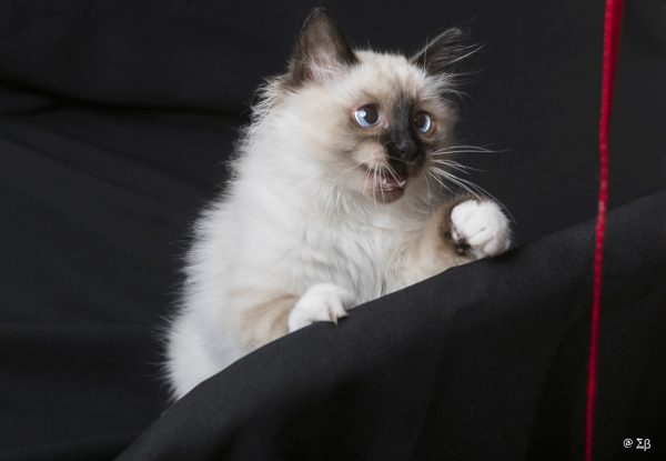 Séance Photo Studio Animaux – Image 6