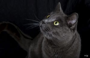 Séance Photo Studio Animaux