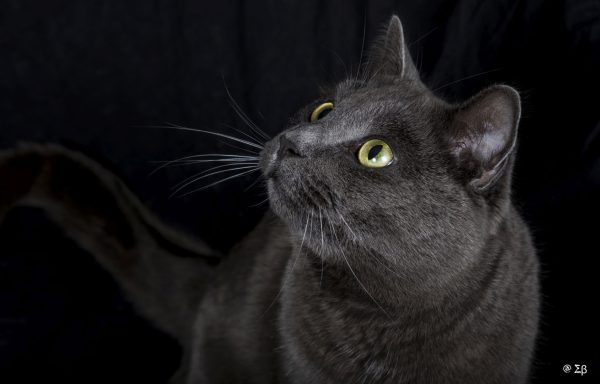 Séance Photo Studio Animaux