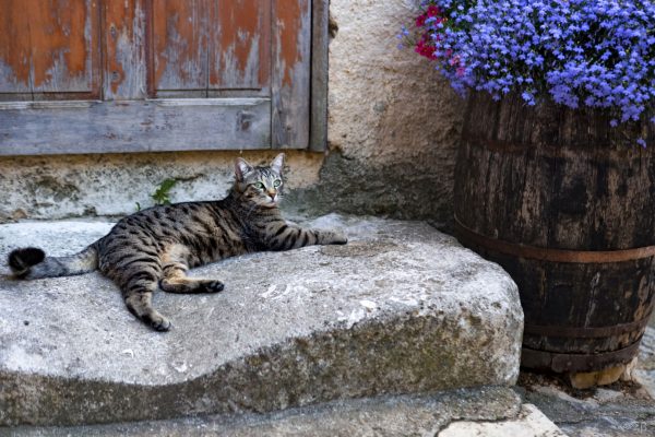 Photo Animaux en Extérieur – Image 4