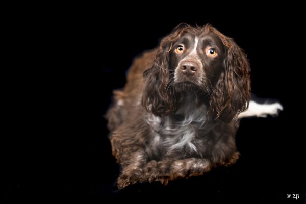 dog canid animal domestic france sylvie berthoz eucleia photo photographer professional