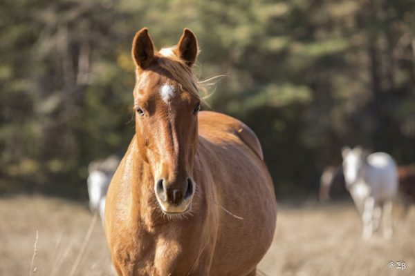 Photo Animaux en Extérieur – Image 3