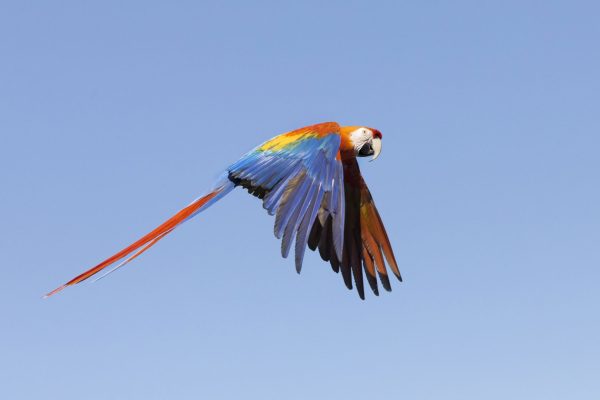 Photo Animaux en Extérieur – Image 2