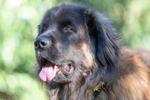Photo Animaux en Extérieur
